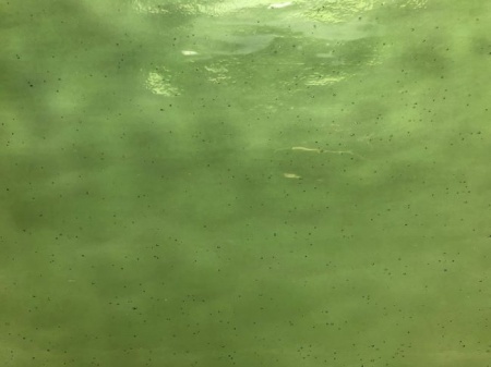 Wissmach Light Green Aqualite