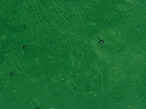 Antique Cathedral - Green - Dark