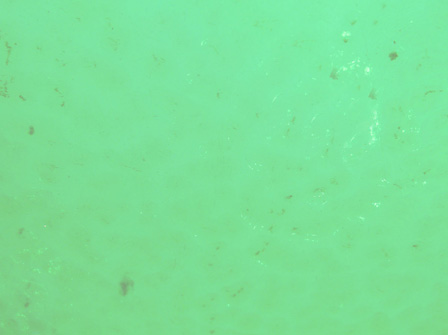 Corella - Green Pale