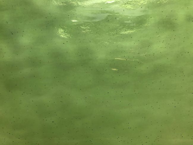 Wissmach Light Green Aqualite